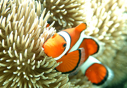 Clownfish