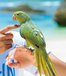 インコ